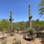 Protecting The Legendary Saguaros in Arizona