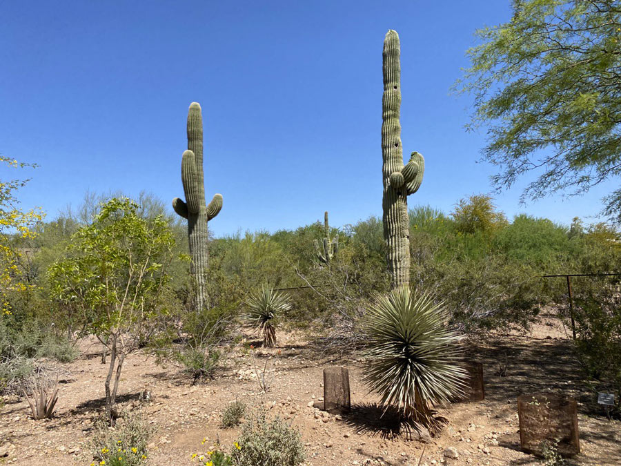 Saguaro Cactuses