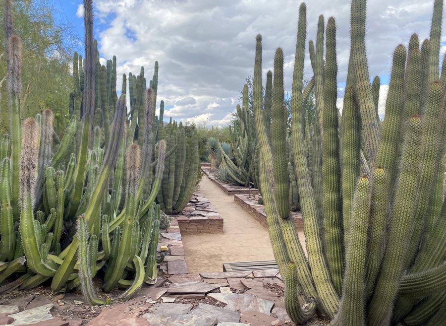 Cacti in The Desert Botanical Garden