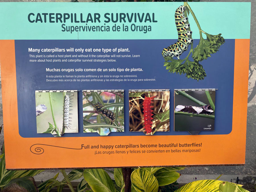 Caterpillar Survival Banner at Desert Botanical Garden
