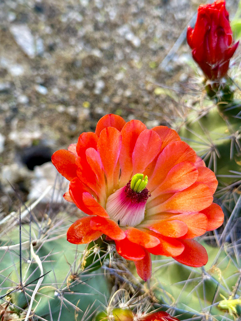 Red Saguaro Flowers