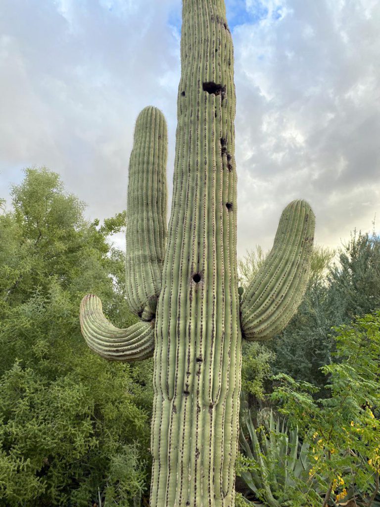 Saguaro Cactus in the Desert Botanical Garden - Phoenix, AZ
