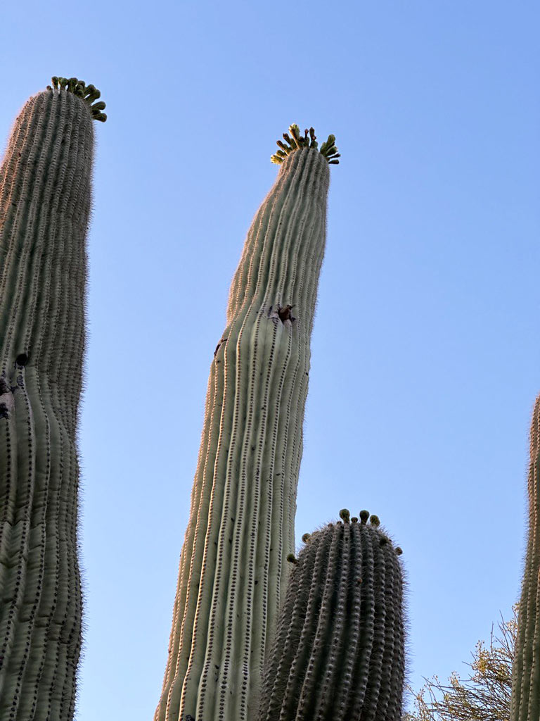 Saguaro Cactuses in Sonoran Desert