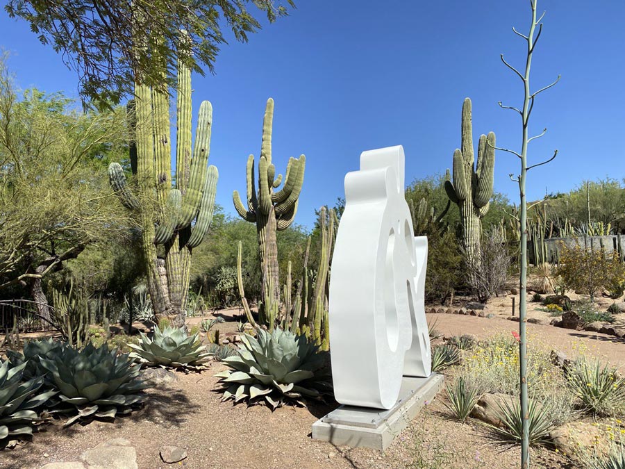 Saguaro Cactuses the Desert Botanical Garden