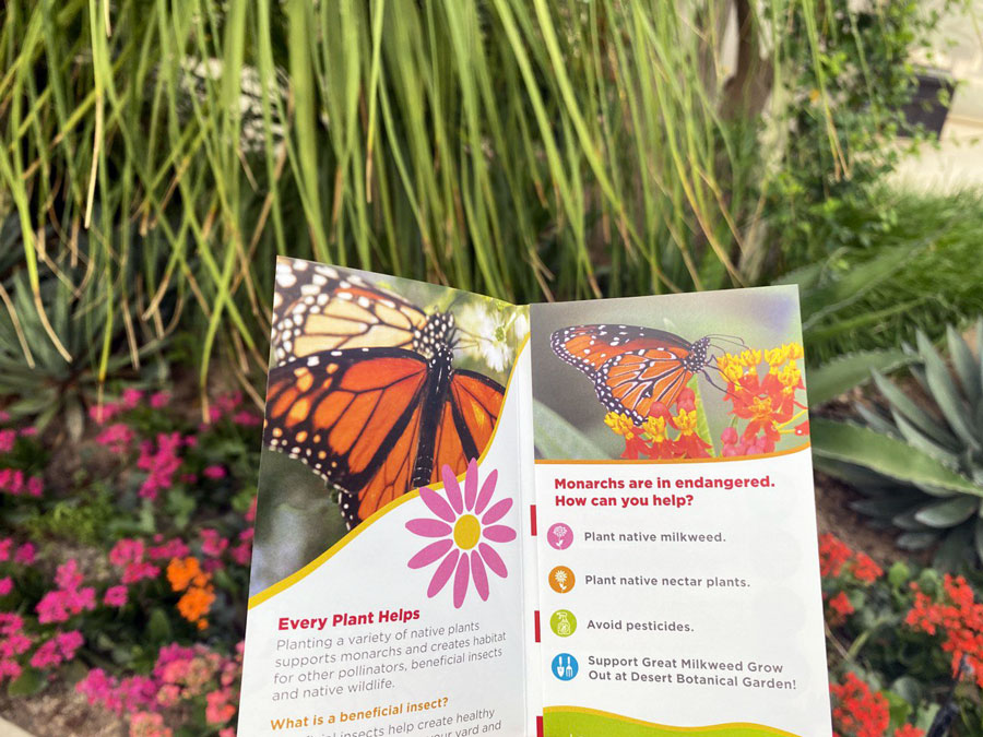 Tips for Protecting Monarch Butterflies
