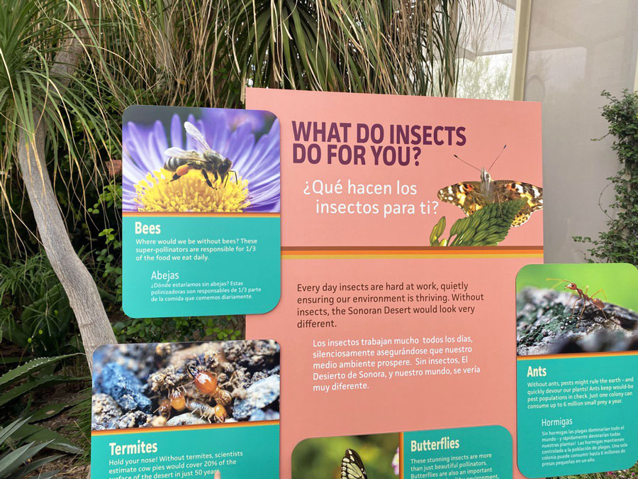 'What Do Insects Do For You' Banner at Desert Botanical Garden