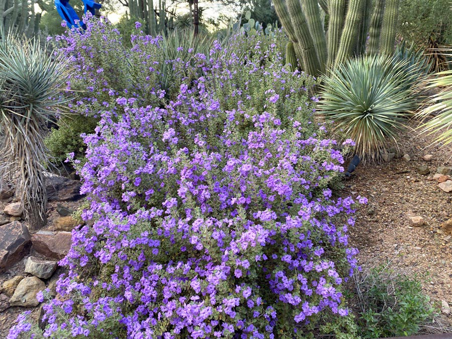 Wildflowers in The Desert Botanical Garden