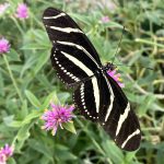Experience of Butterfly Pavilion at Desert Botanical Garden