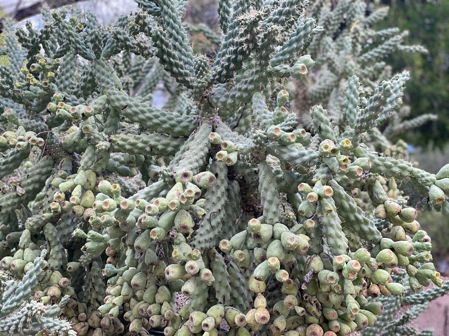 Cactus in Desert Botanical Garden
