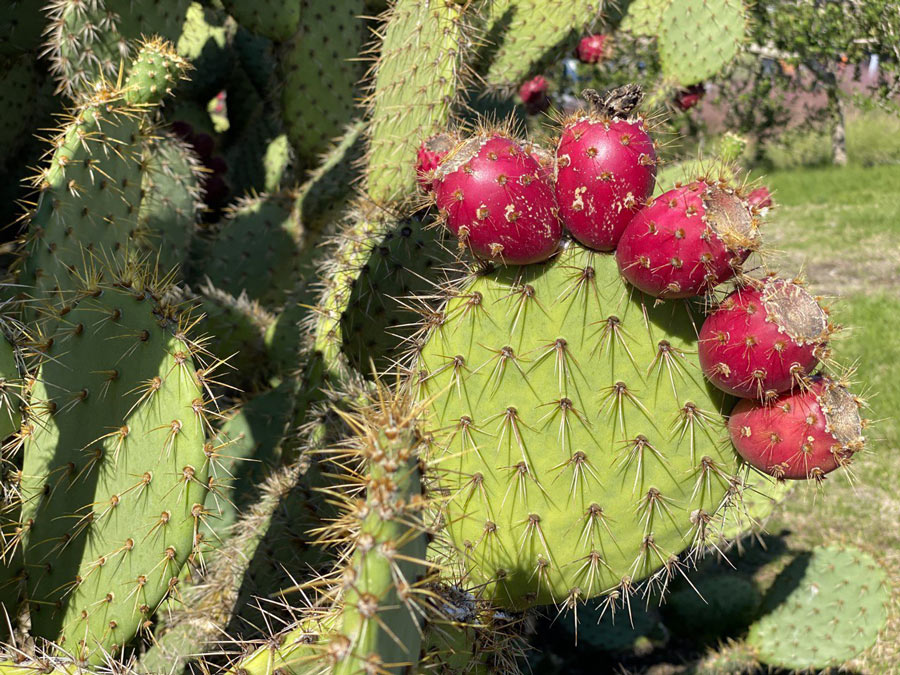 The Superfruit of the Opuntia Cactus