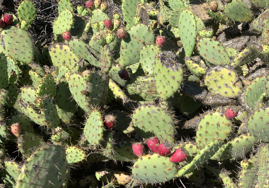 Prickly Pear for Food
