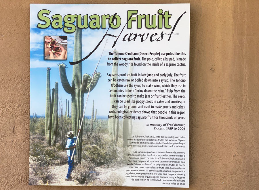 Saguaro Fruit Harvest